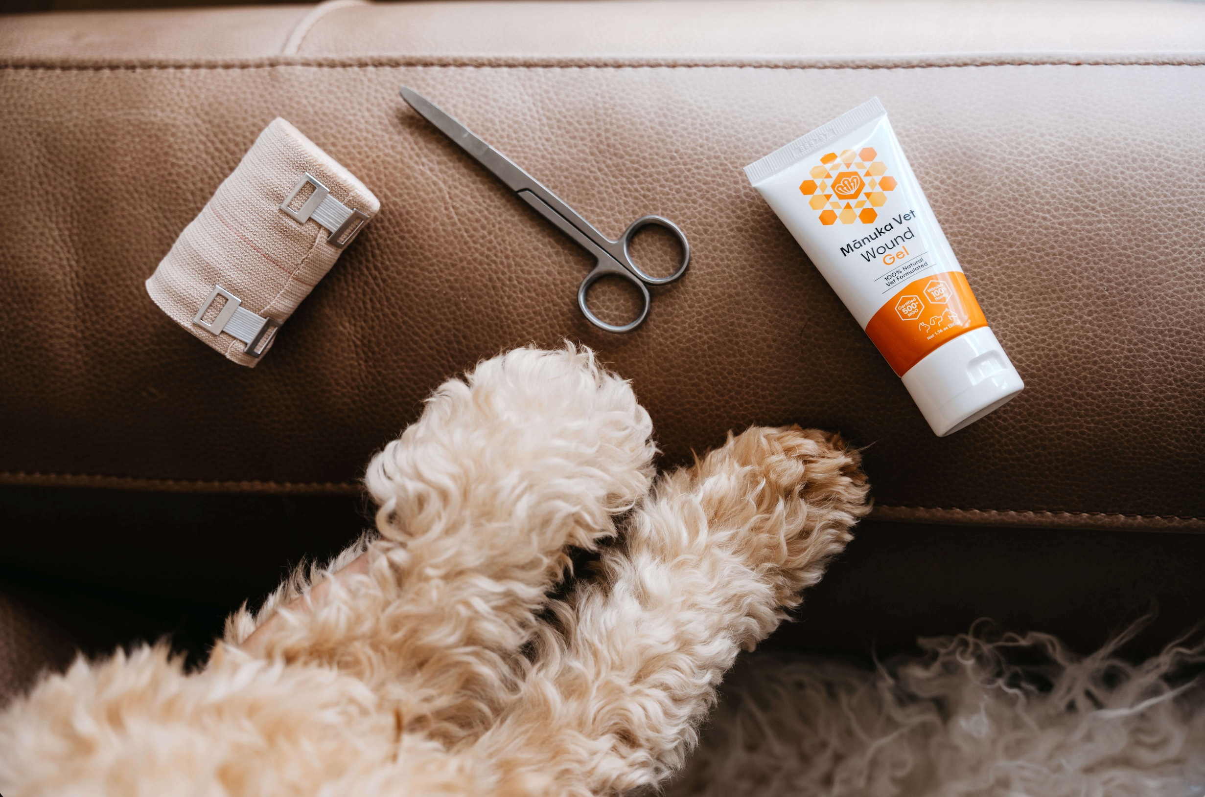 Four ways you can stop your dog licking their wounds