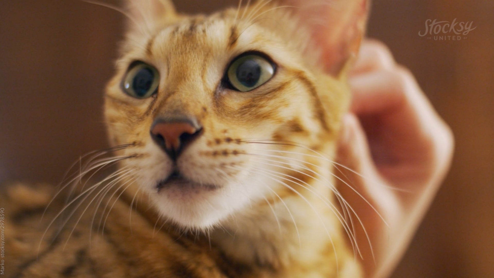 General Wound Care Advice for Cats
