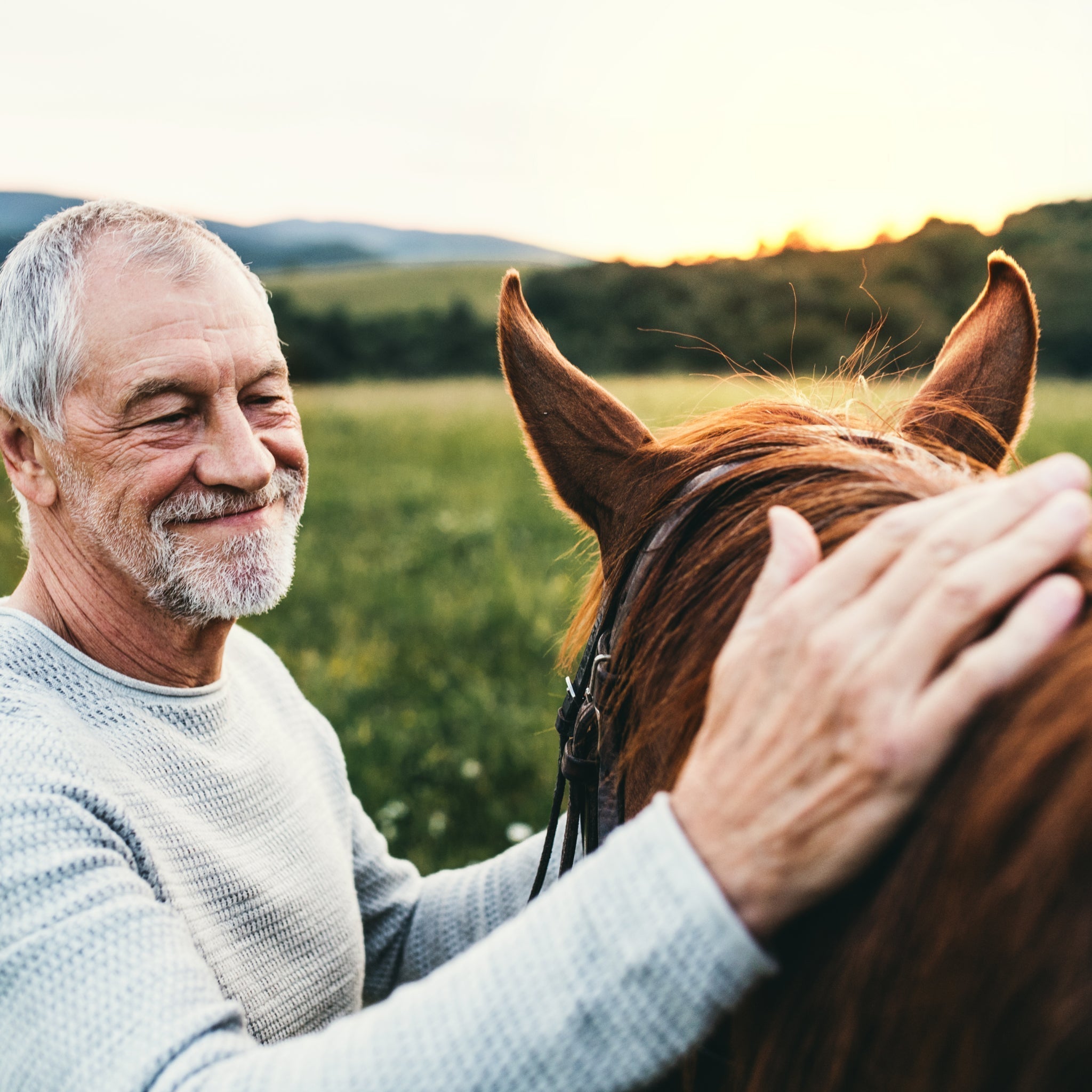 General Wound Care Advice for Horses