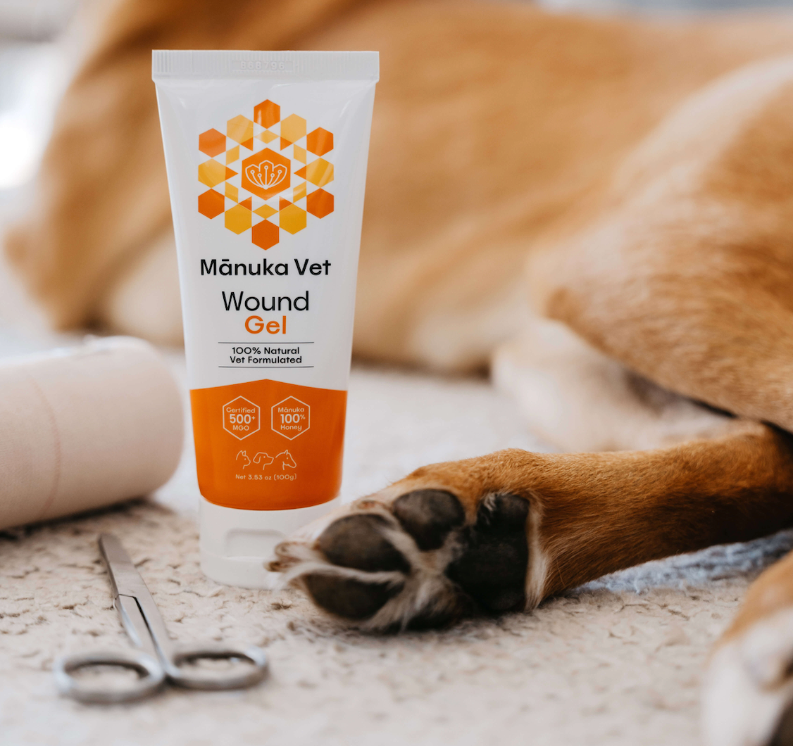 General Wound Care Advice for Dogs