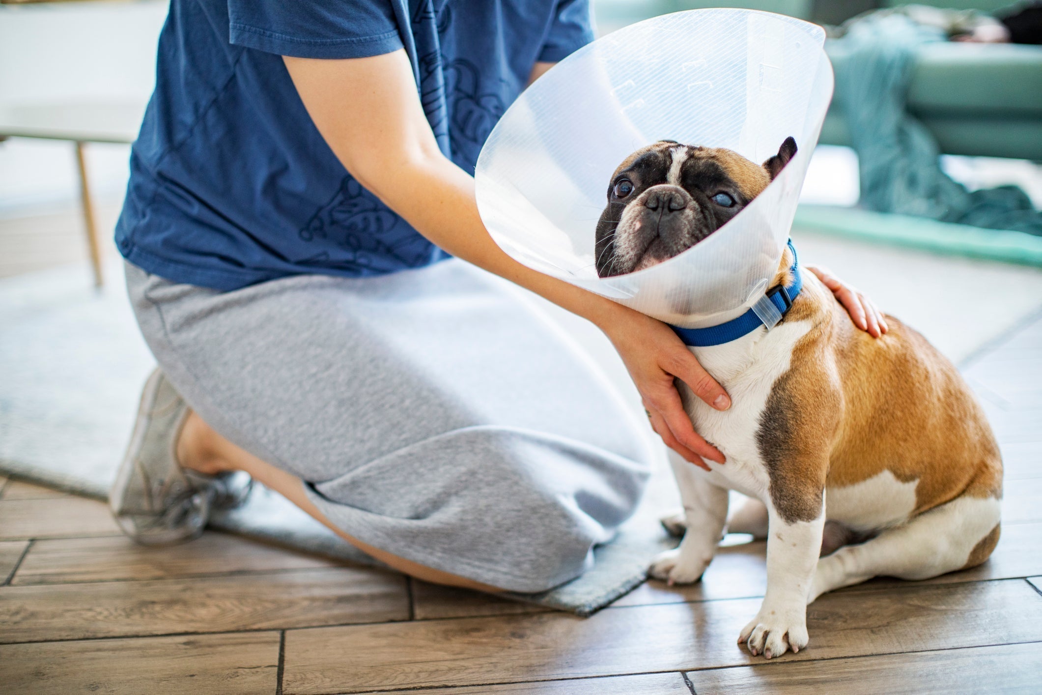Four ways you can stop your dog licking their wounds
